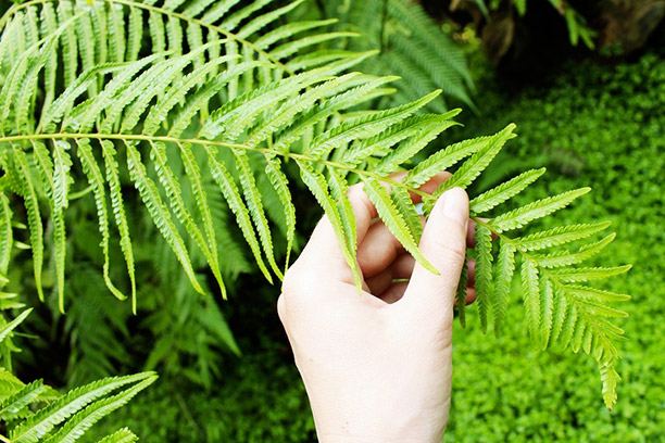 SHINRIN-YOKU- le bain de forêt »Reconnectez-vous à la Nature et améliorez votre bien-être »