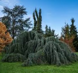 Symbolique et vertus thérapeutiques des arbres de l’Arboretum de Paris